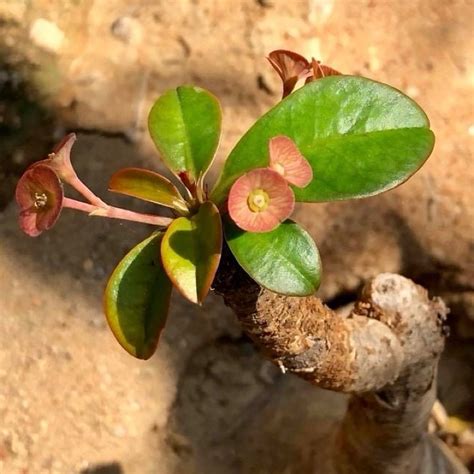 象鼻大戟|象鼻大戟 Euphorbia ramena